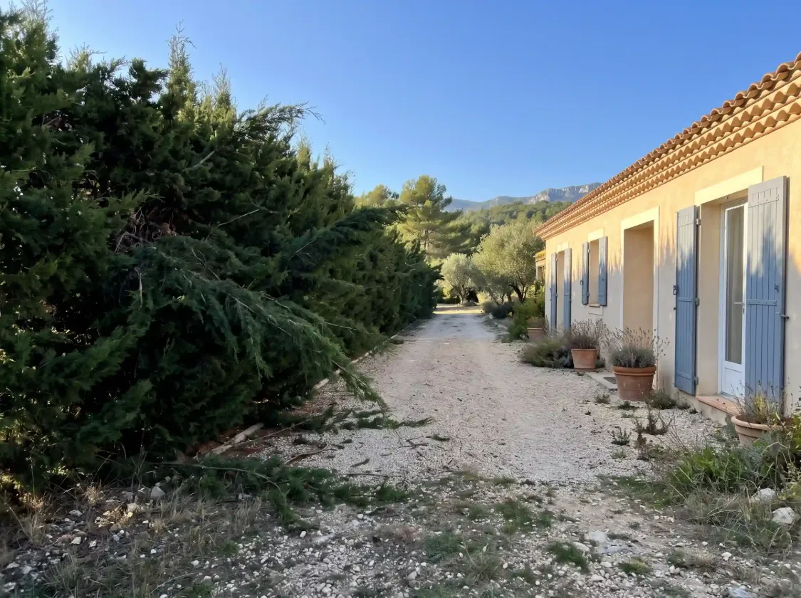 Avant : haie de cyprès qui déborde sur une allée de gravier, près d’une maison provençale